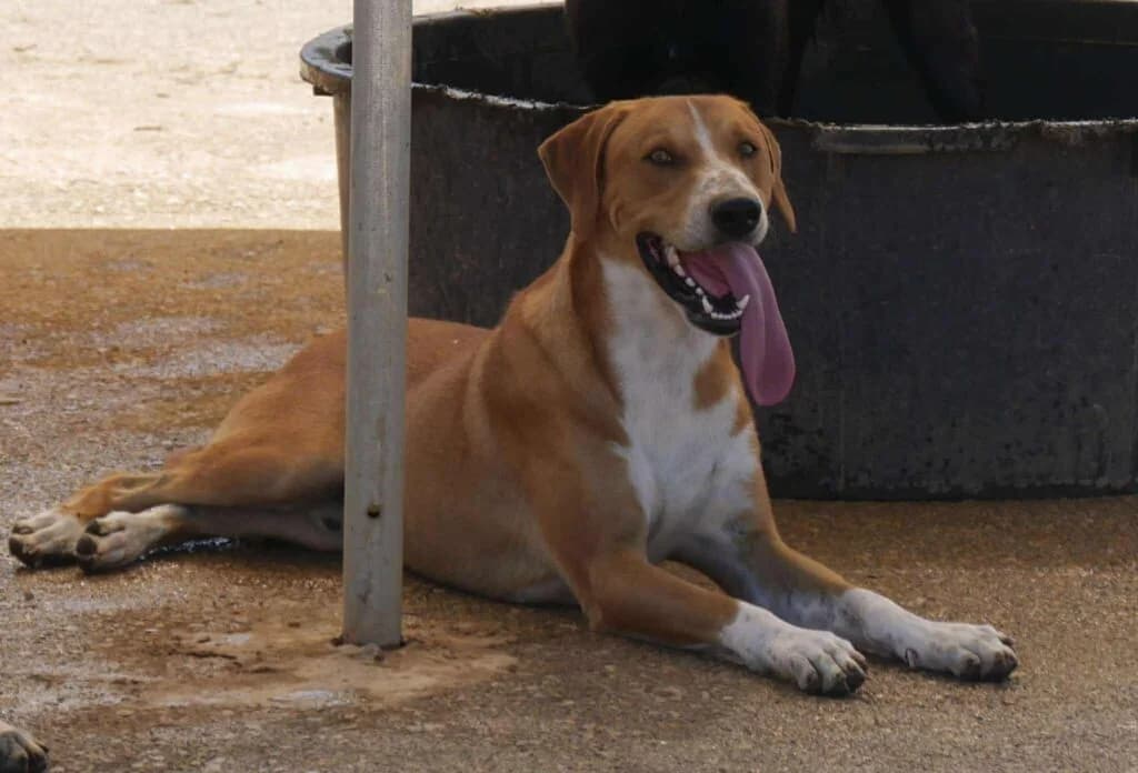 Nero, brown male Mixed Breed for adoption at Souda Shelter, Chania