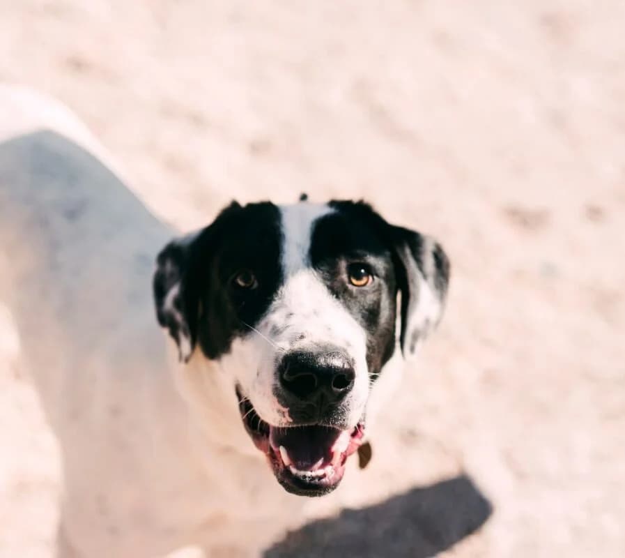 Monika (Μόνικα), female Mixed Breed for adoption at SPAZ Athens, Athens
