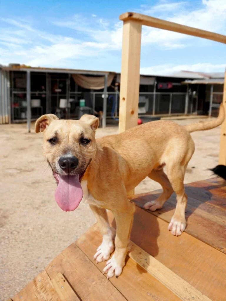 Rio, Mixed Breed (Souda Shelter)