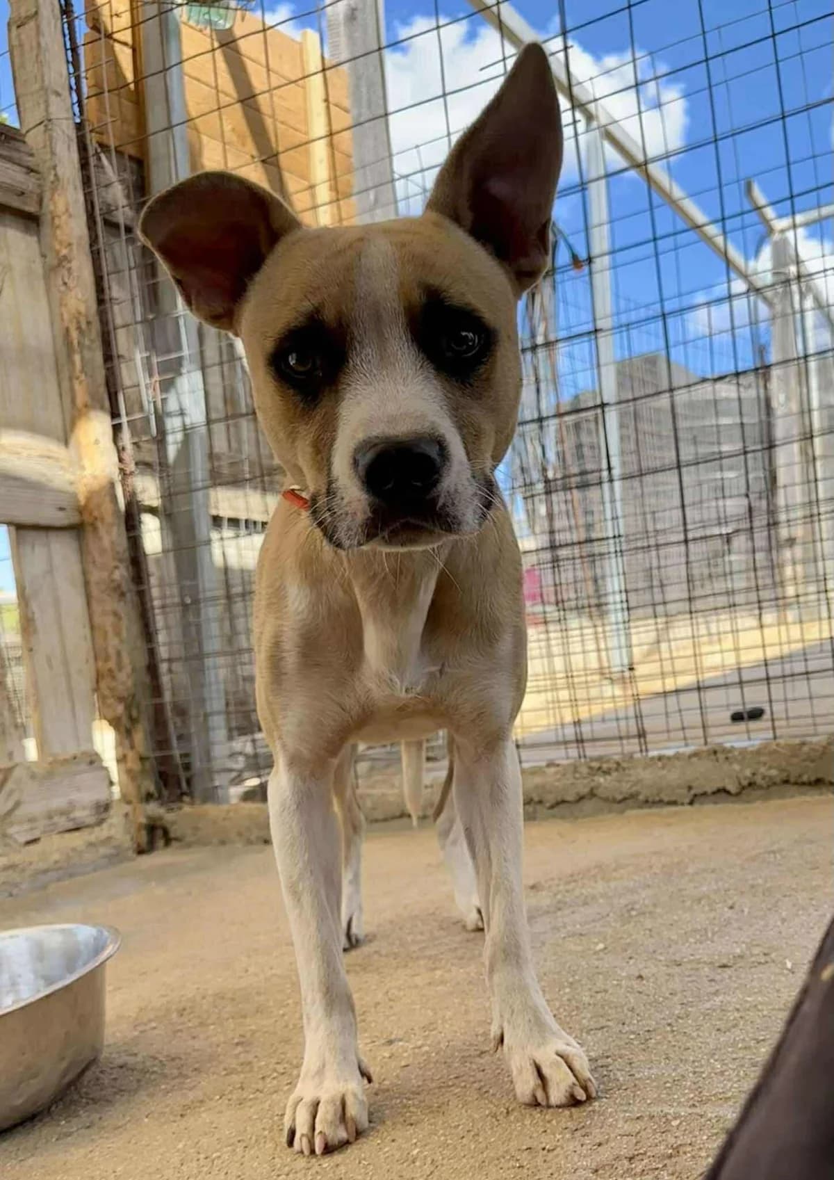 Denver, Mixed Breed (Souda Shelter)