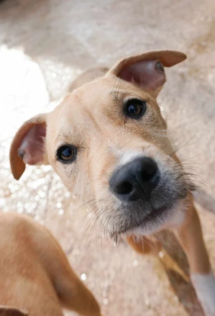 Palermo, Mixed Breed (Souda Shelter)