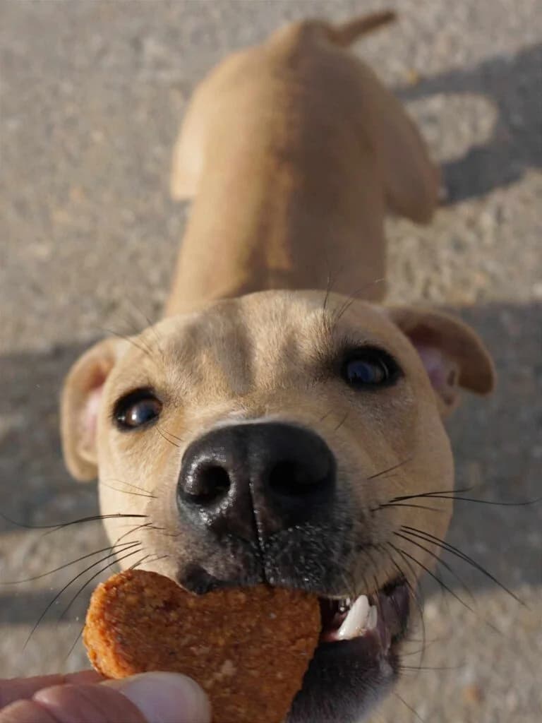 Nairobi (fostered in Germany)