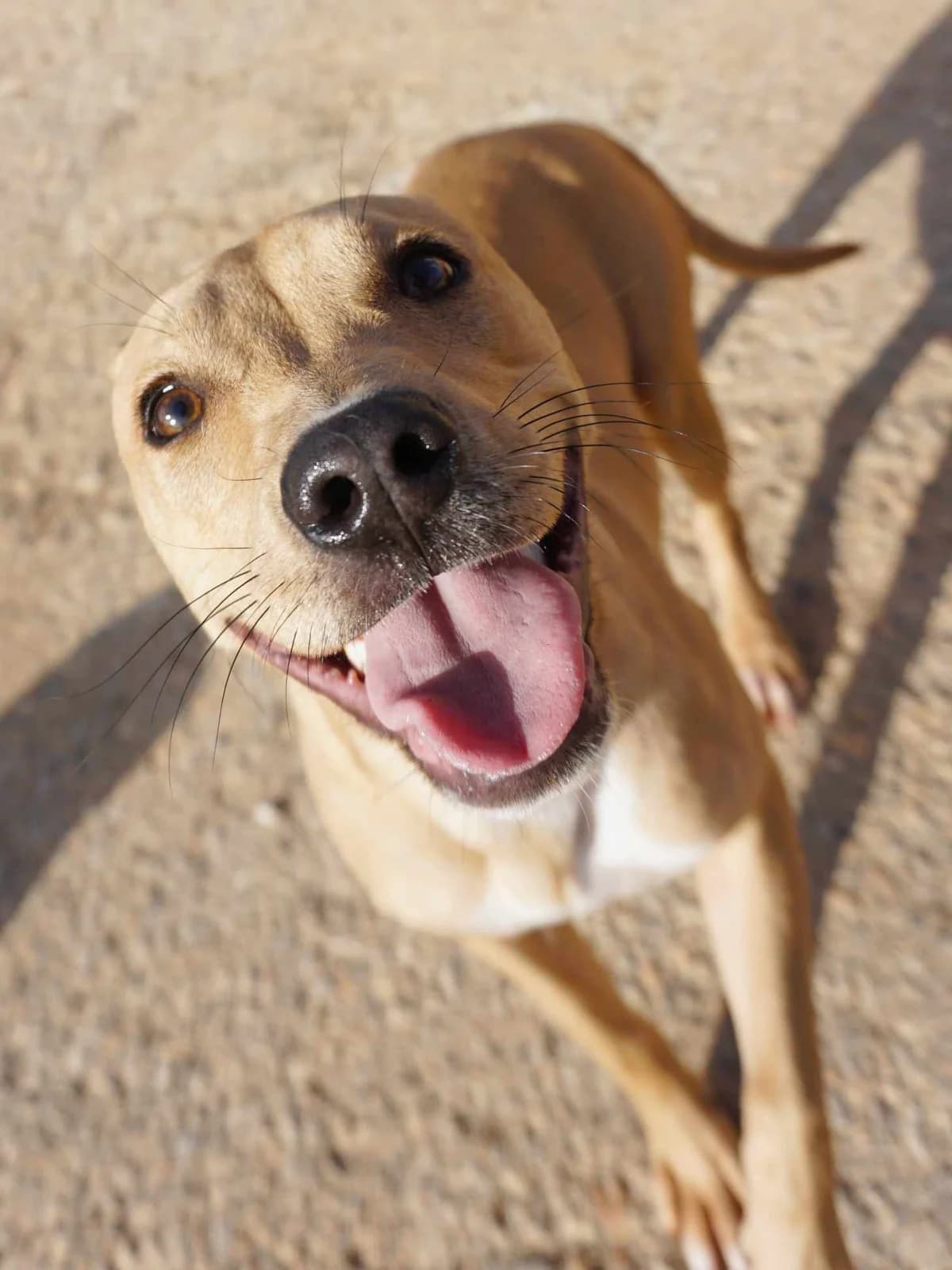 Nairobi (fostered in Germany) photo 3