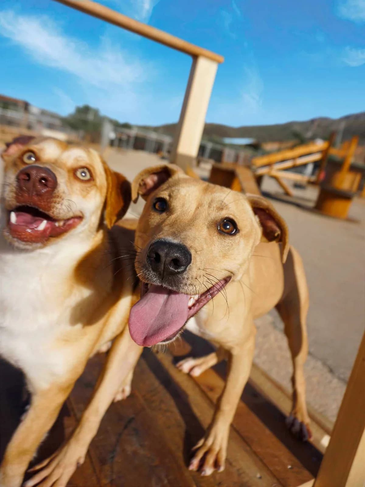 Nairobi (fostered in Germany) photo 4