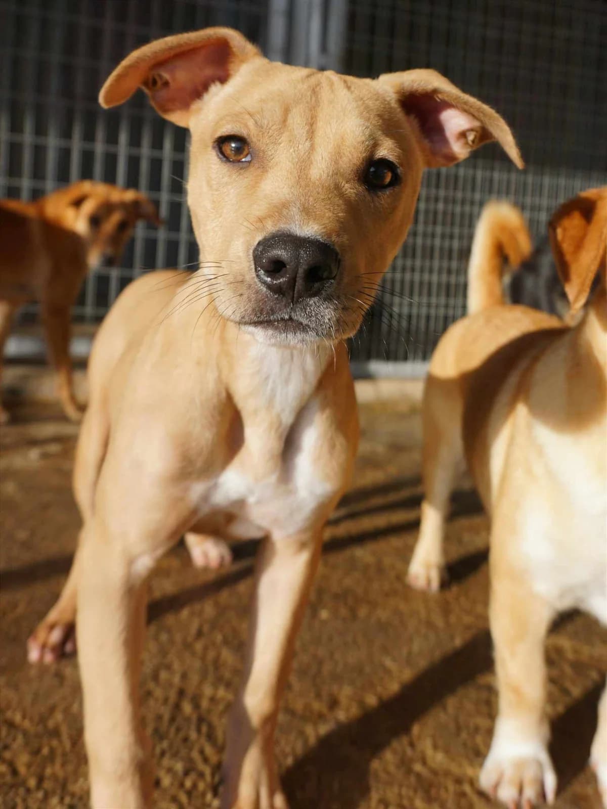 Nairobi (fostered in Germany) photo 5