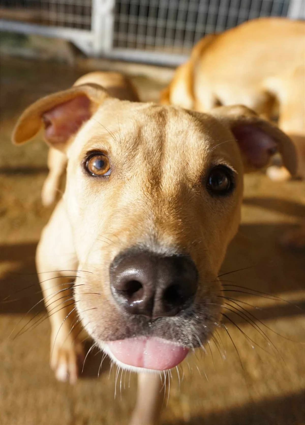 Nairobi (fostered in Germany) photo 6