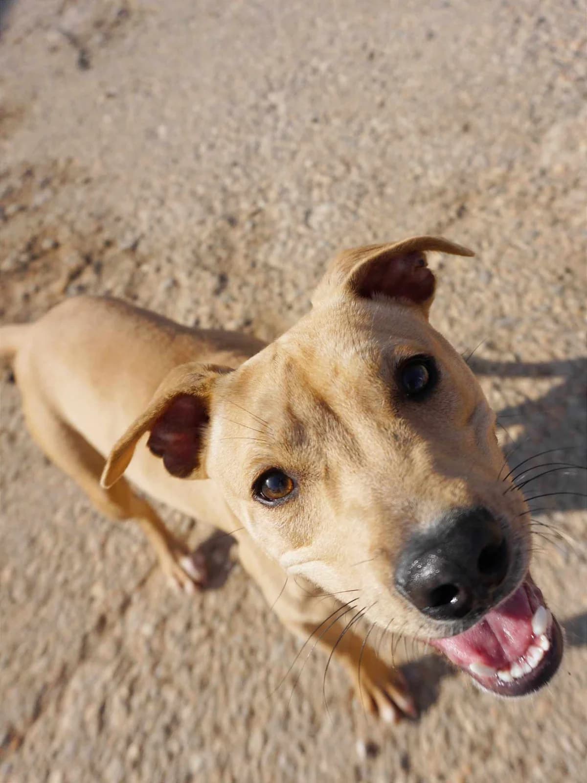 Nairobi (fostered in Germany) photo 8