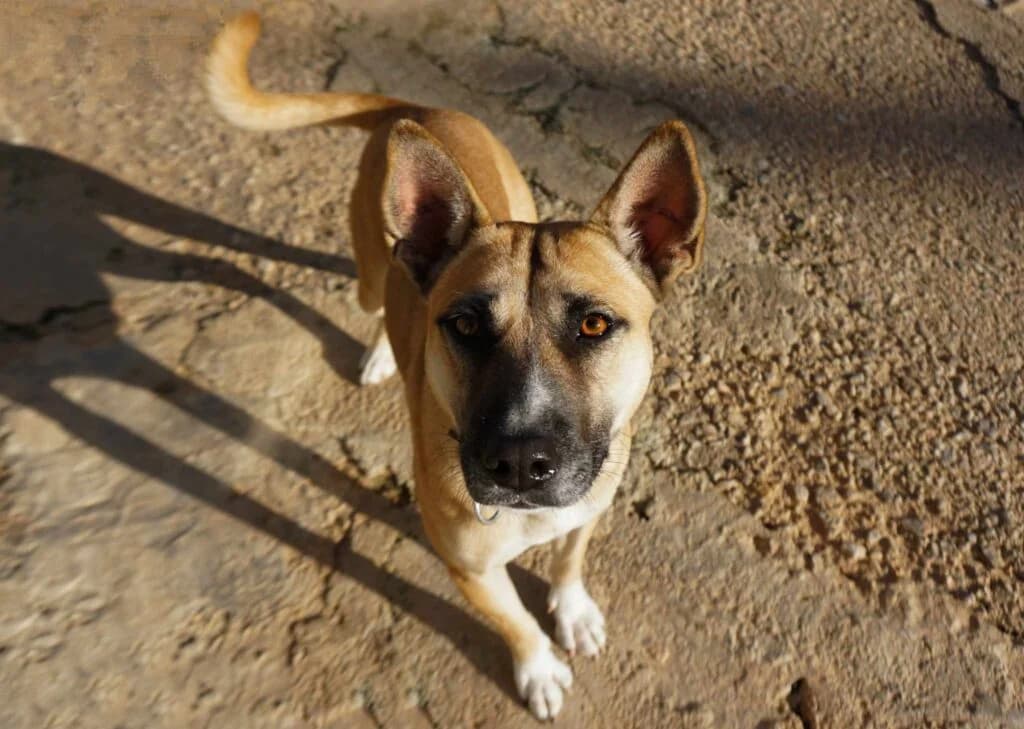 Lucky, Mixed Breed (Souda Shelter)