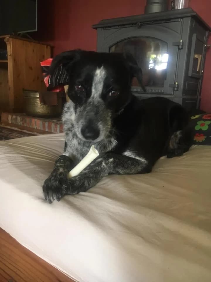 Xania (passed away), female senior Mixed Breed for adoption at Souda Shelter, Chania