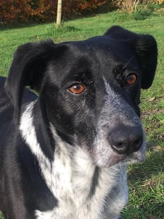 Aida (fostered in the Netherlands), female 4yo Mixed Breed for adoption at Souda Shelter, Chania