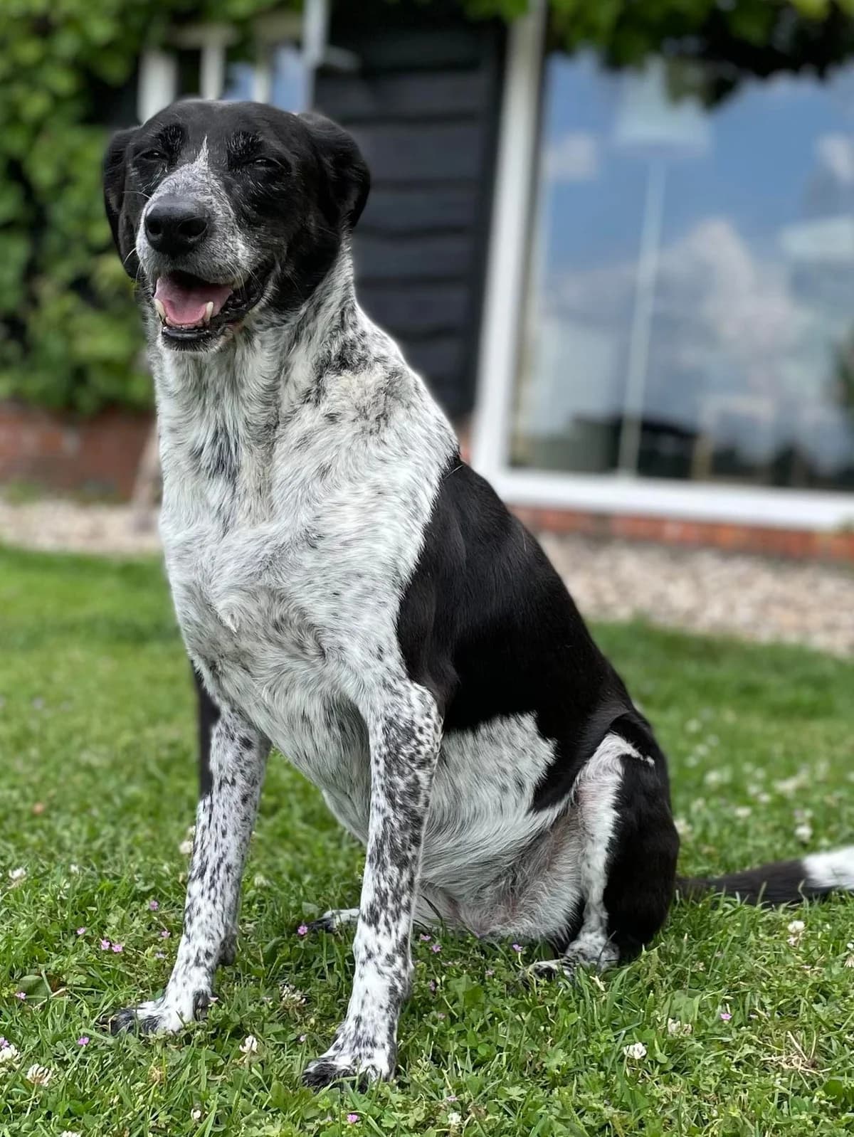 Aida (fostered in the Netherlands) photo 2