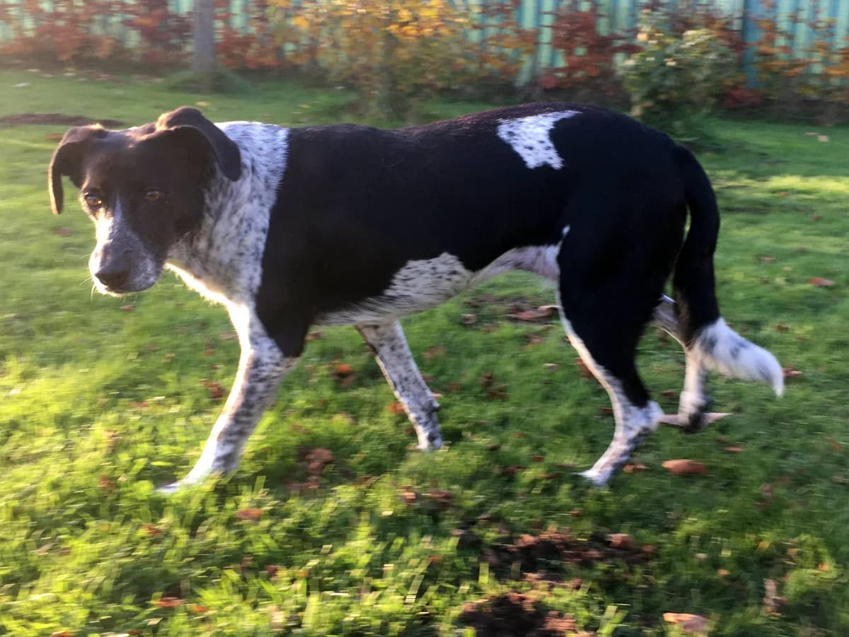 Aida (fostered in the Netherlands) photo 3