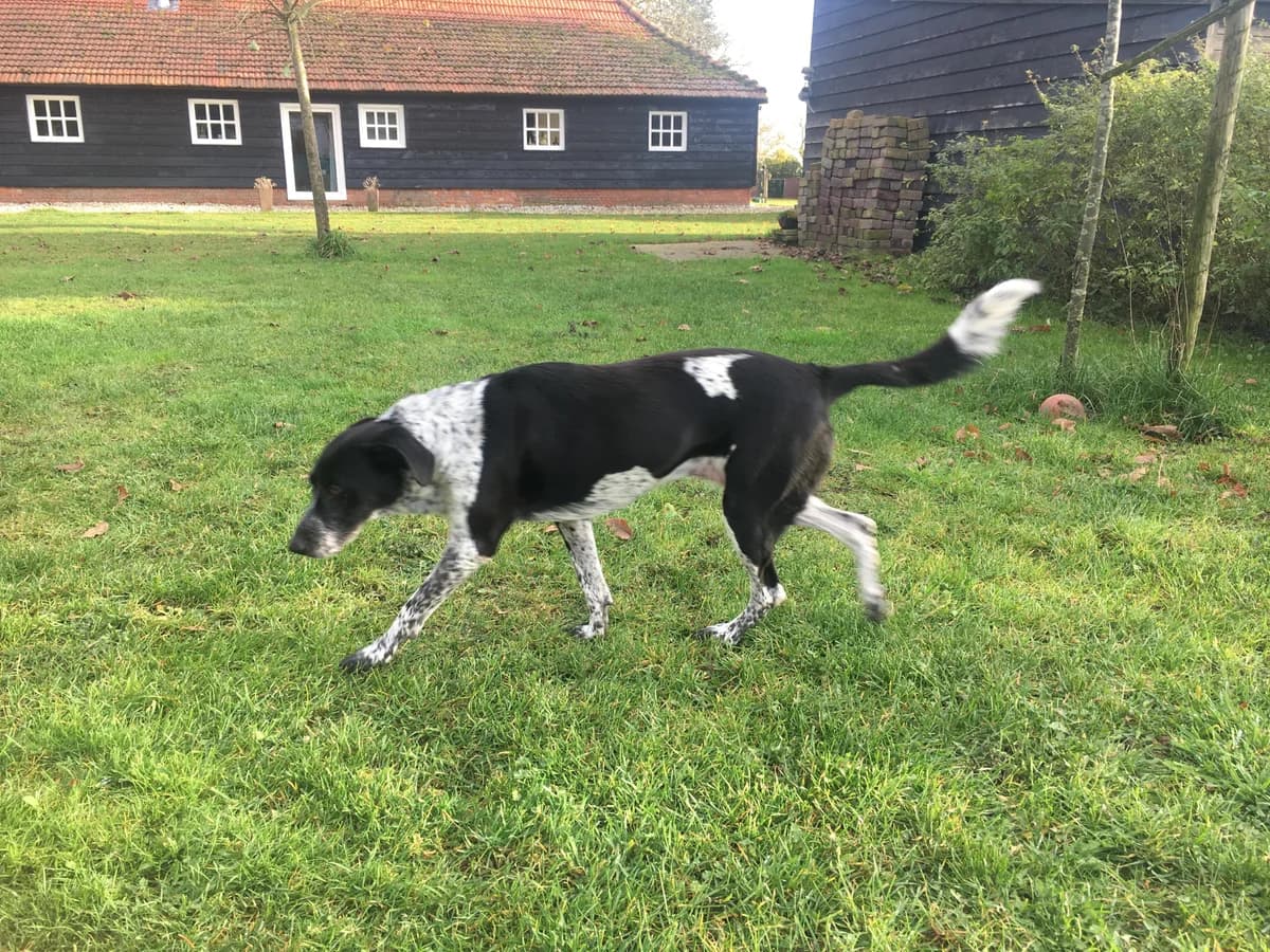 Aida (fostered in the Netherlands) photo 4