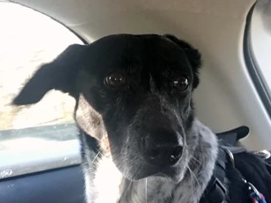 Aida (fostered in the Netherlands) photo 5