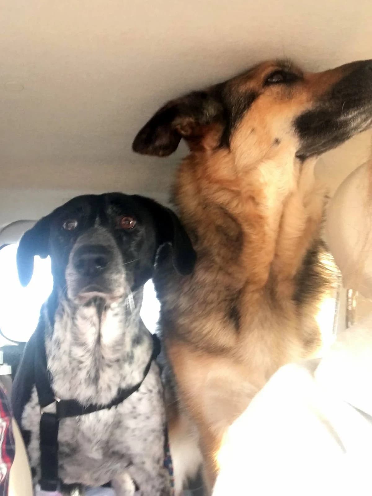 Aida (fostered in the Netherlands) photo 6