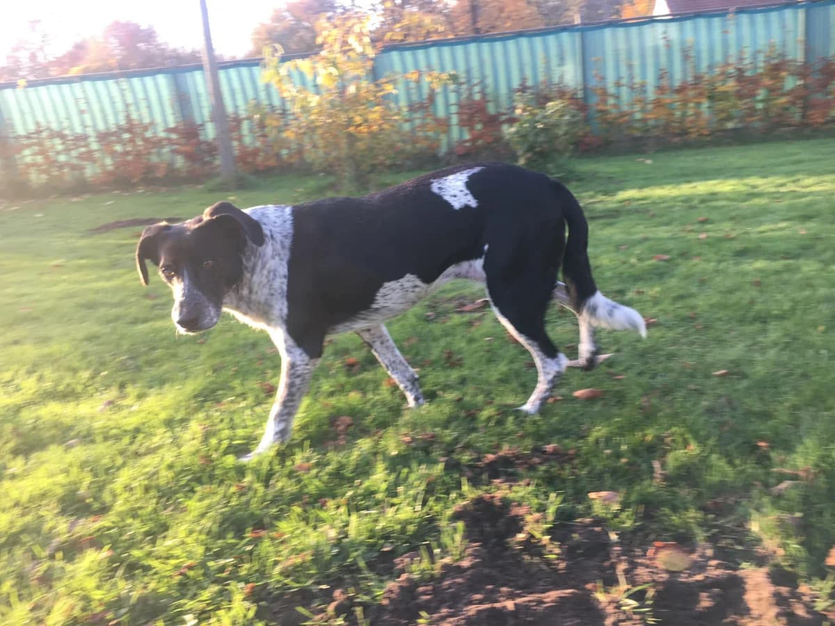 Aida (fostered in the Netherlands) photo 7