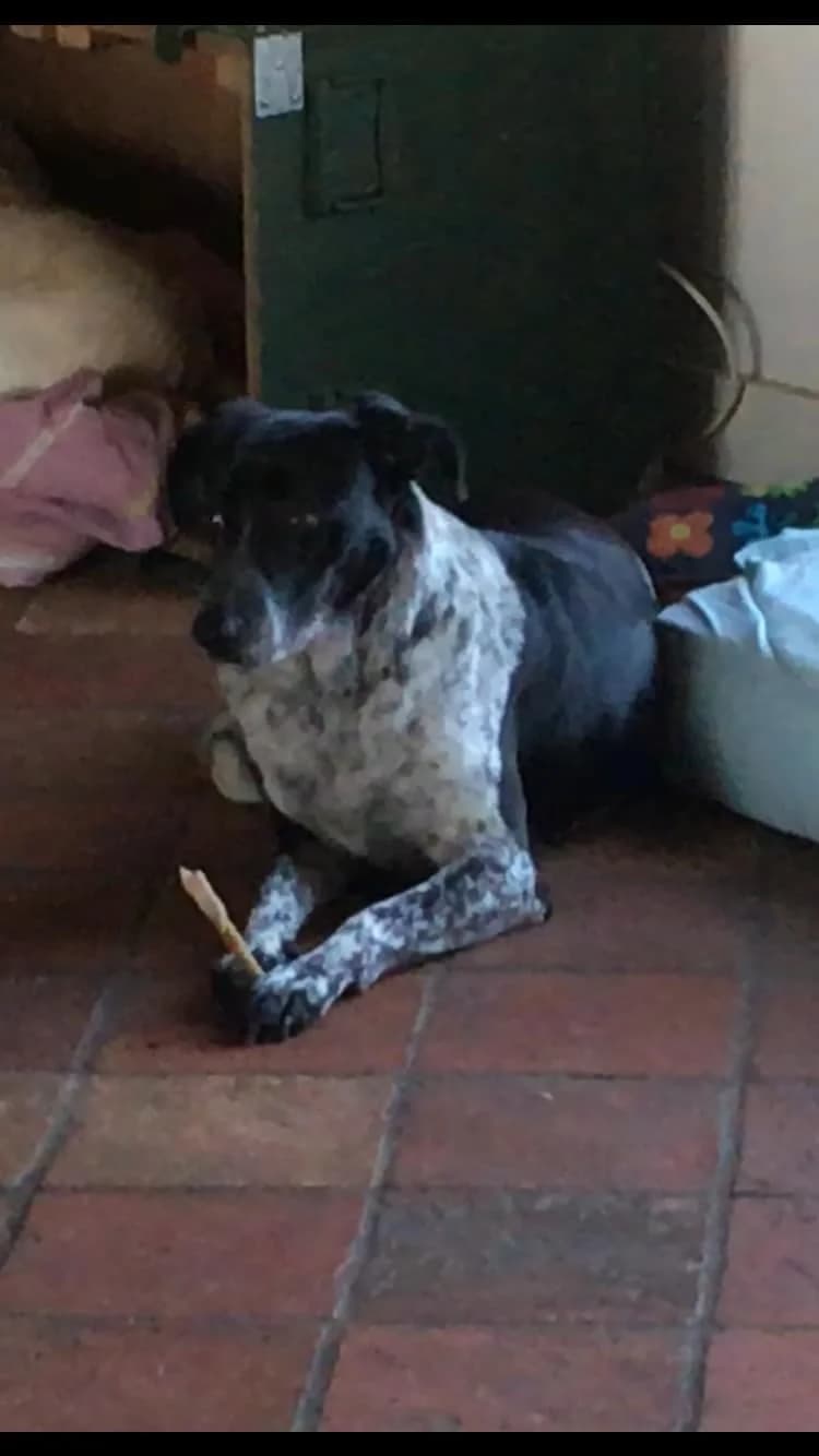 Aida (fostered in the Netherlands) photo 8