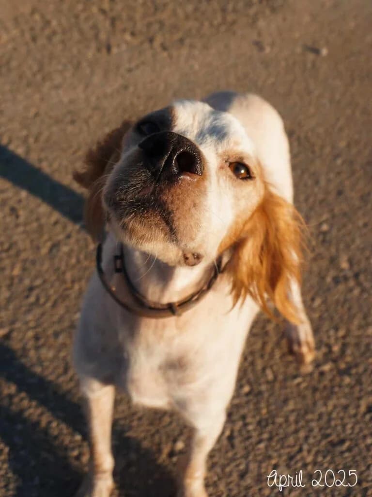 Colby, Brittany Spaniel (Souda Shelter)