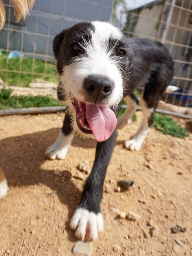 Jettison, black and white male Mixed Breed for adoption at Souda Shelter, Chania