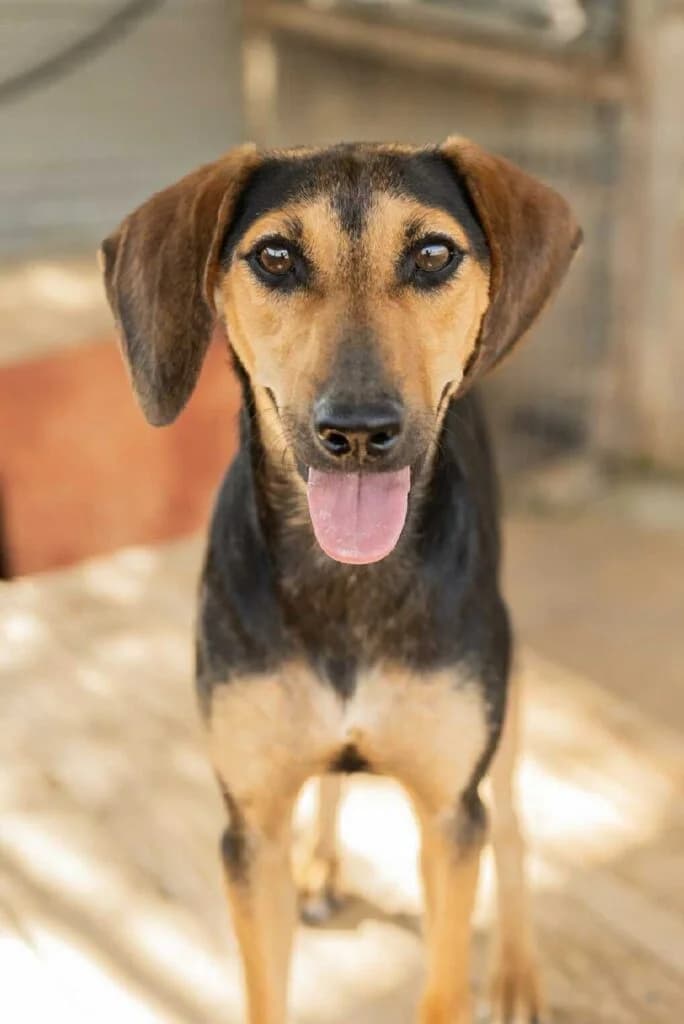 Perla, Mixed Breed (Souda Shelter)