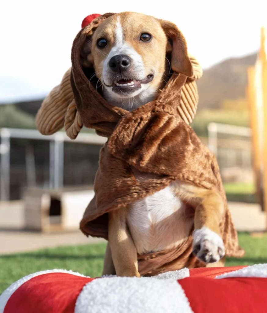 Dandelion, Mixed Breed (Souda Shelter)