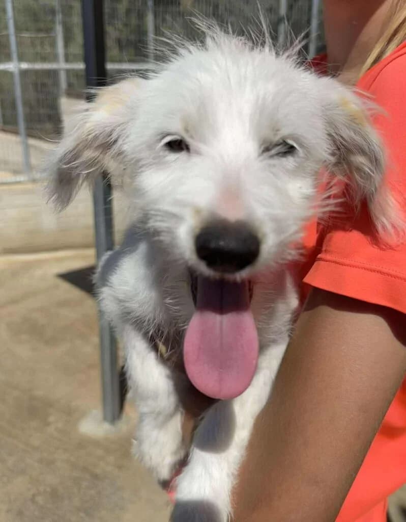 Moxie, white female Mixed Breed for adoption at Souda Shelter, Chania