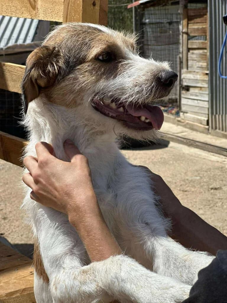 Sam, Mixed Breed (Souda Shelter)