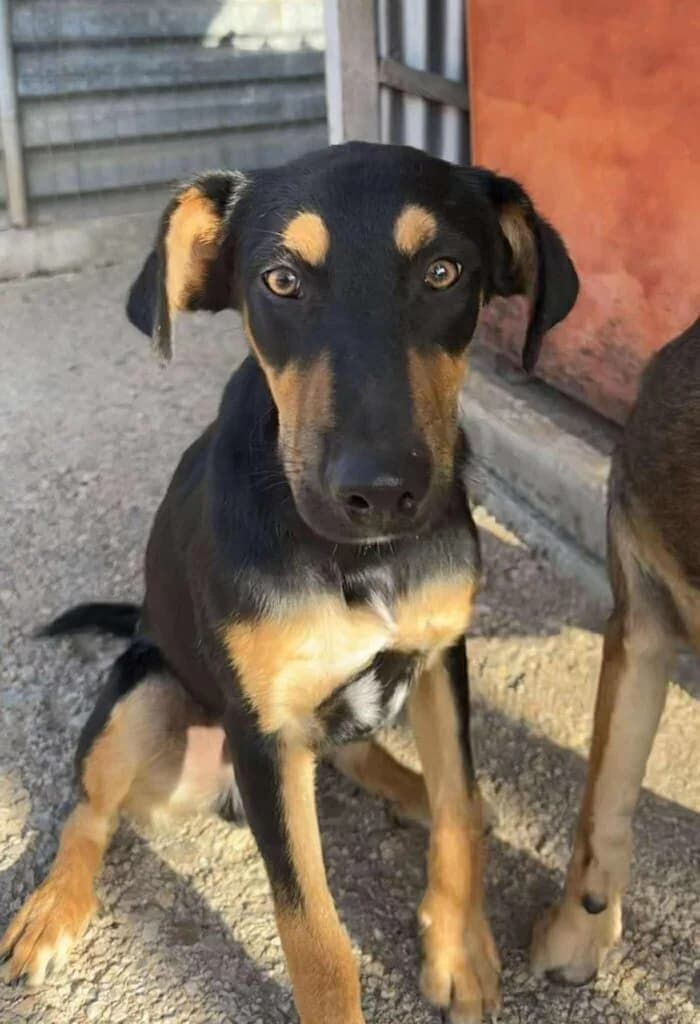 Boone, black and tan male Mixed Breed for adoption at Souda Shelter, Chania