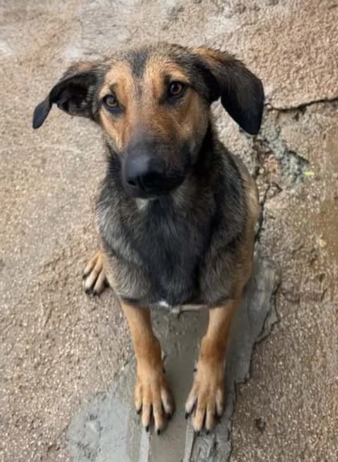 Charm, black and tan female Mixed Breed for adoption at Souda Shelter, Chania
