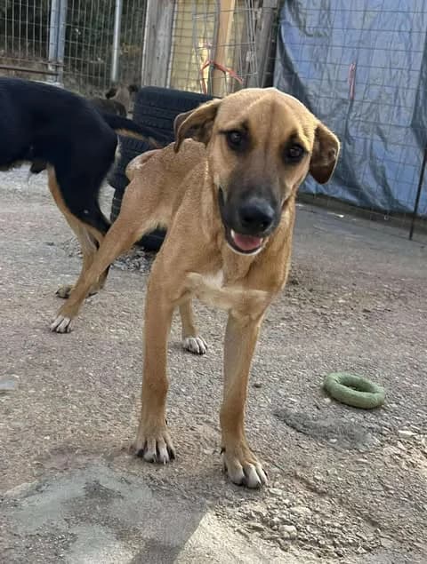 Destiny, yellow female Mixed Breed for adoption at Souda Shelter, Chania
