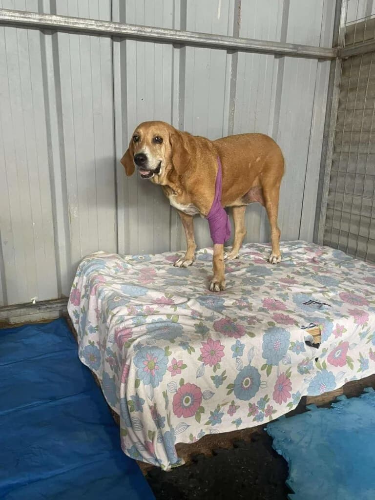 Daisy, brown female Mixed Breed for adoption at Souda Shelter, Chania