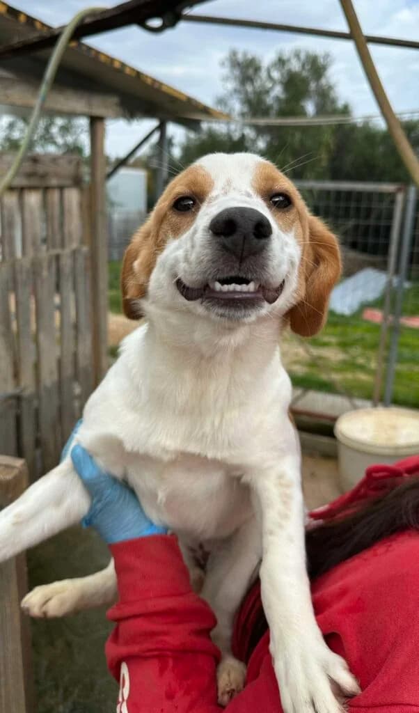 Tart, white female Mixed Breed for adoption at Souda Shelter, Chania