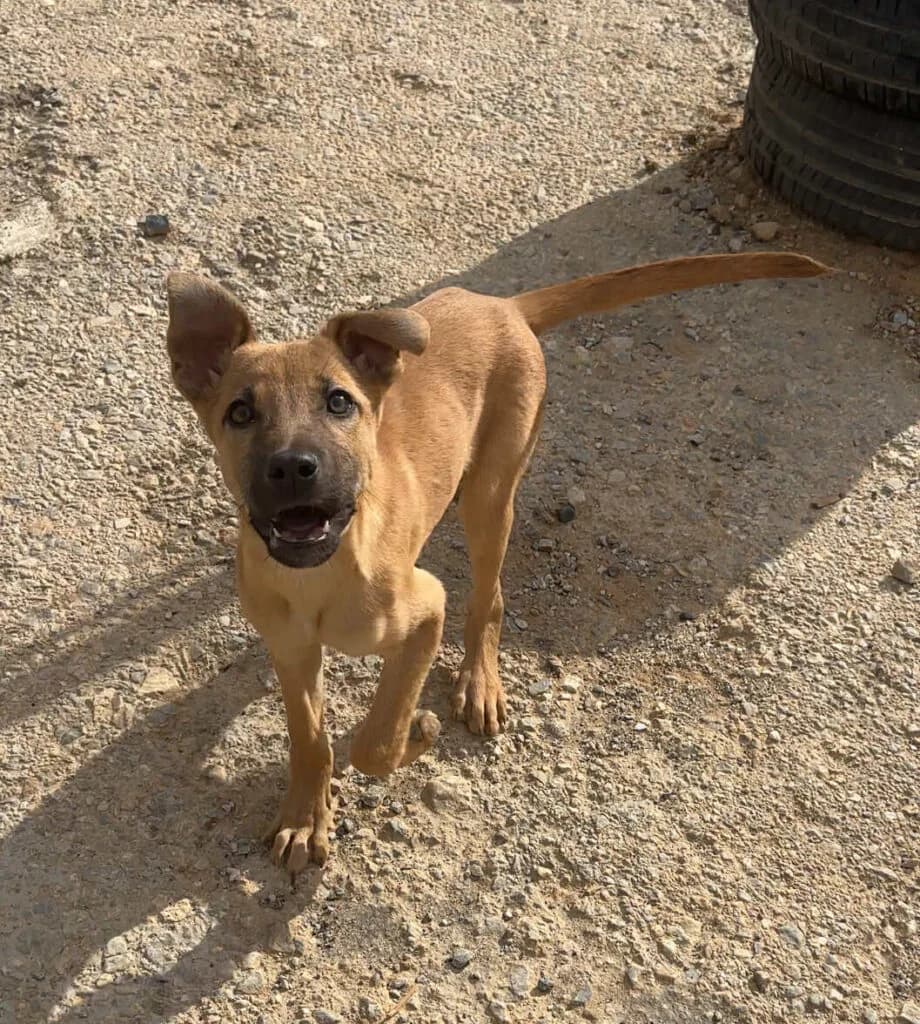 Sparrow, male Mixed Breed for adoption at Souda Shelter, Chania