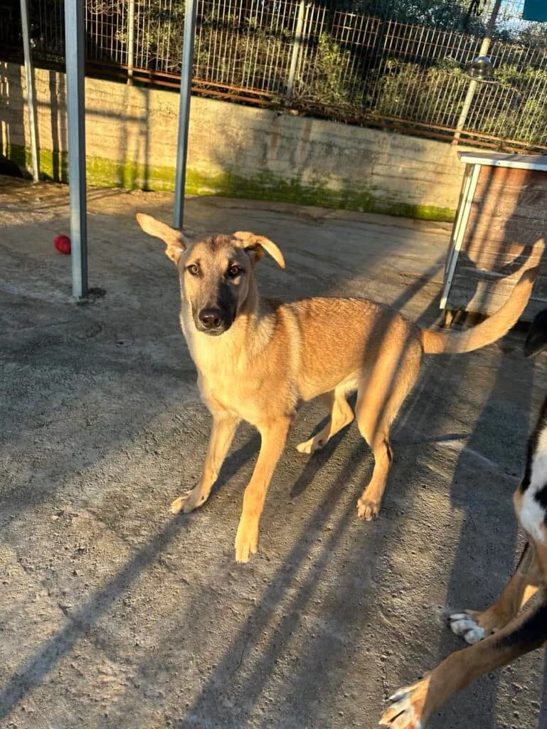 Eagle, Mixed Breed (Souda Shelter)
