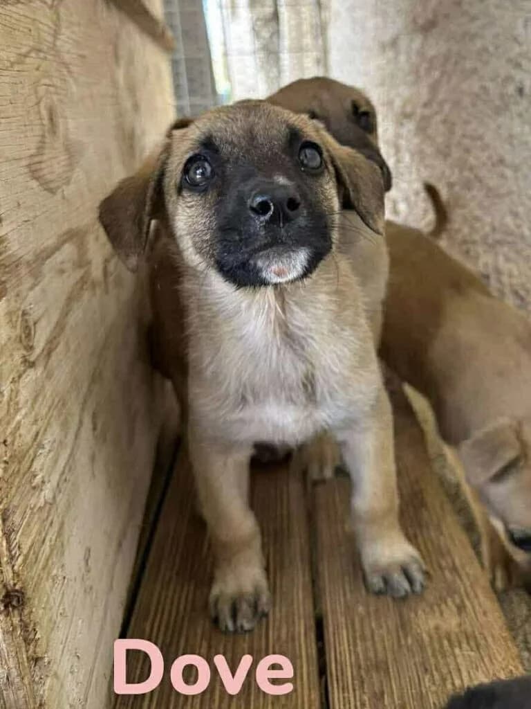 Dove, Mixed Breed (Souda Shelter)