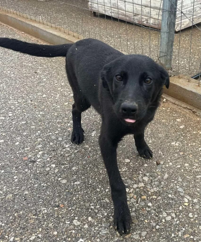 Crow, black male Mixed Breed for adoption at Souda Shelter, Chania