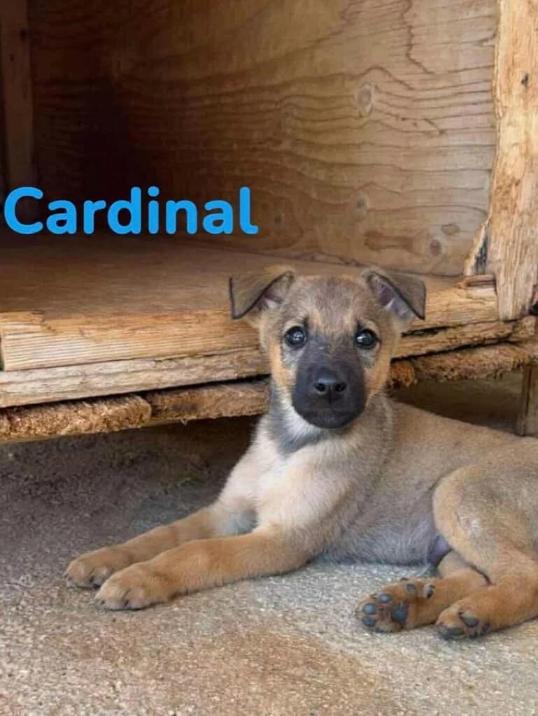 Cardinal, Mixed Breed (Souda Shelter)