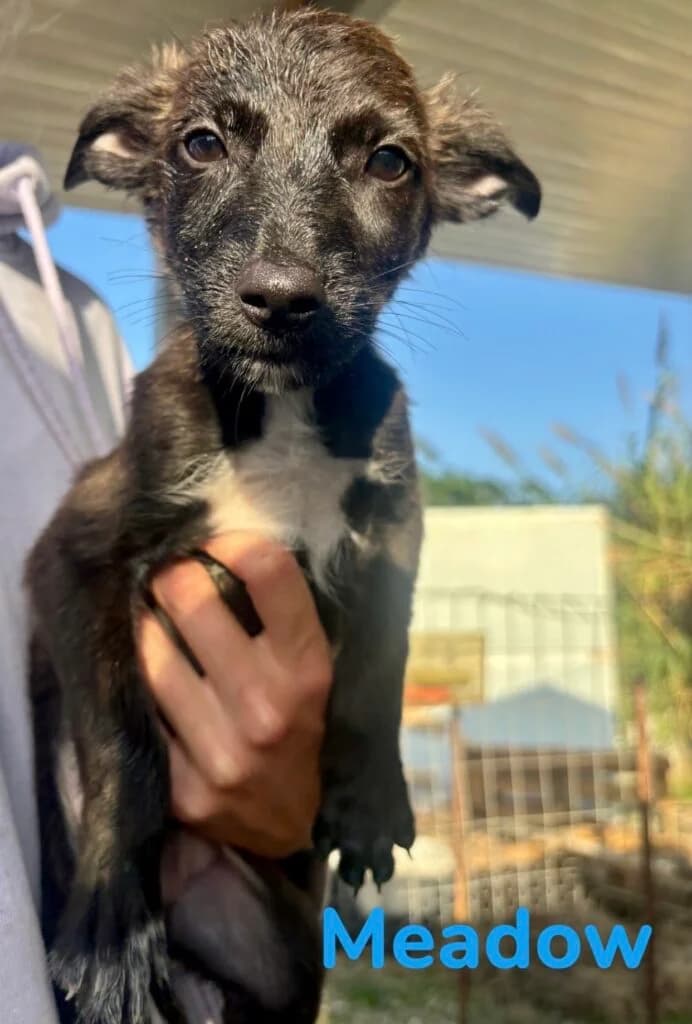 Meadow, Mixed Breed (Souda Shelter)