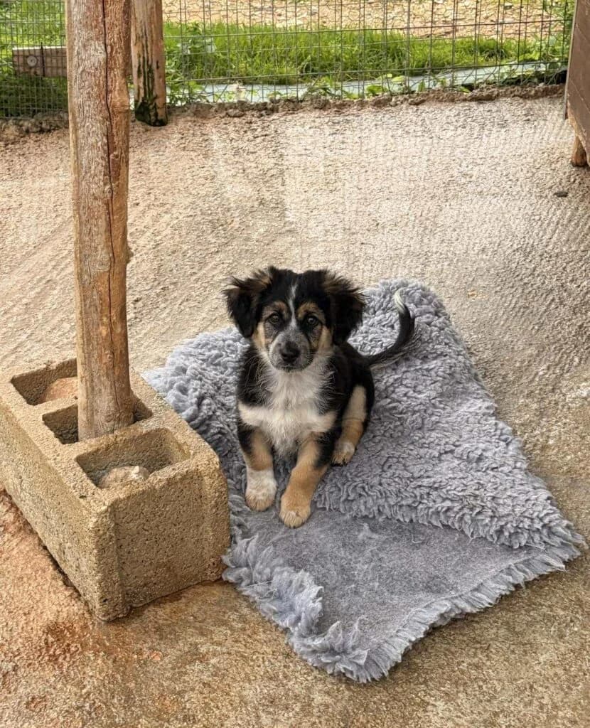 Gil, Mixed Breed (Souda Shelter)