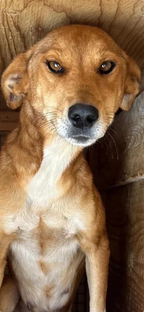 Nessa, red fox female Mixed Breed for adoption at Souda Shelter, Chania