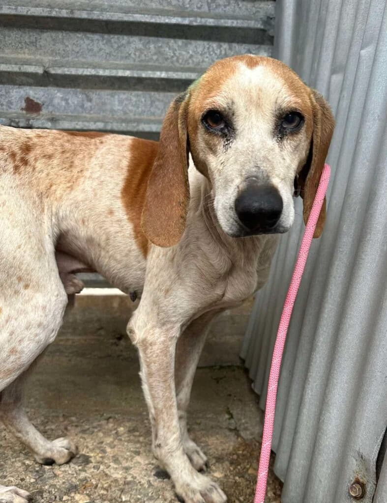 Sheldon, tan and white male Mixed Breed for adoption at Souda Shelter, Chania