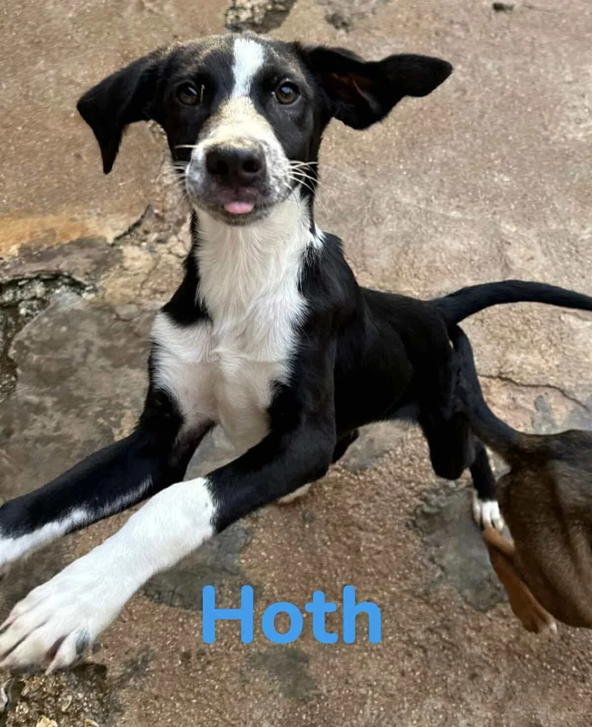 Hoth (passed away) photo 3