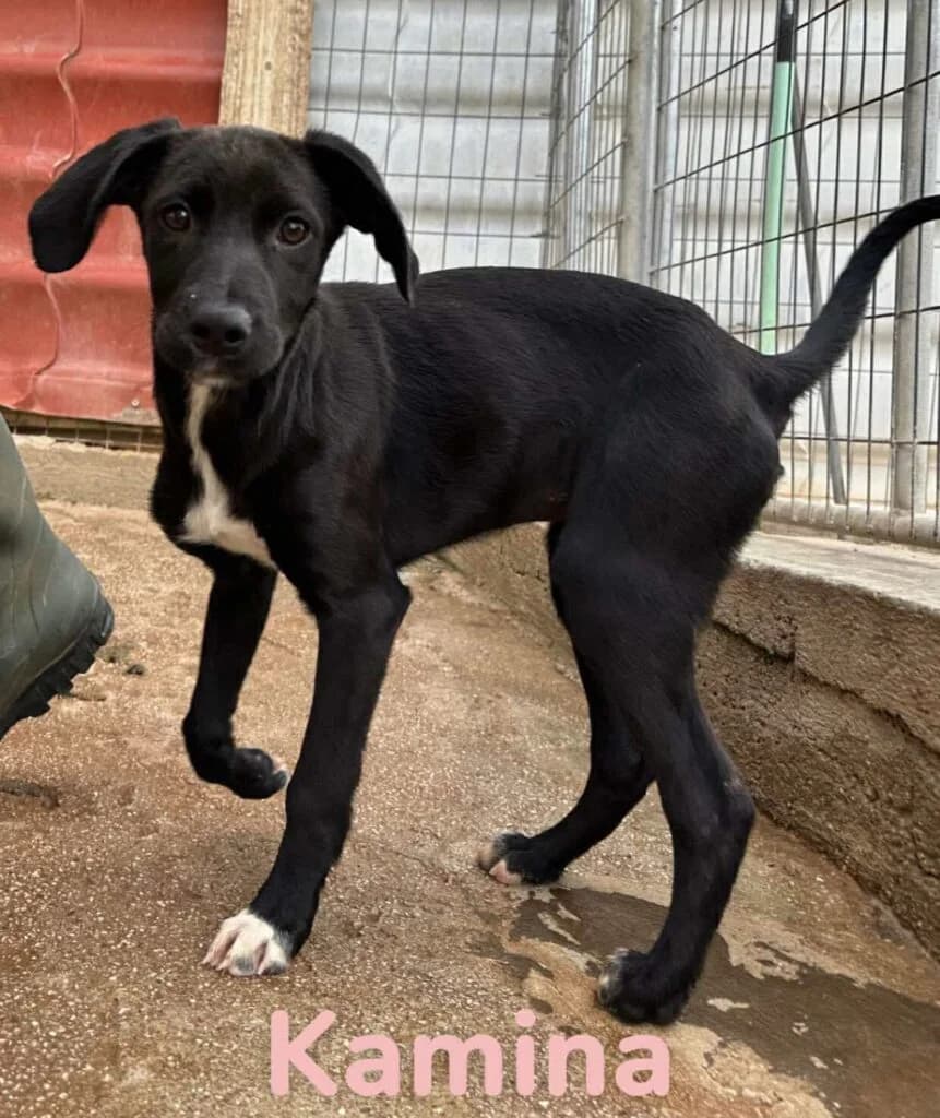 Kamina, black female Mixed Breed for adoption at Souda Shelter, Chania