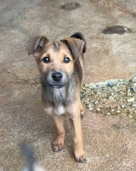 Shari, tan female Mixed Breed for adoption at Souda Shelter, Chania