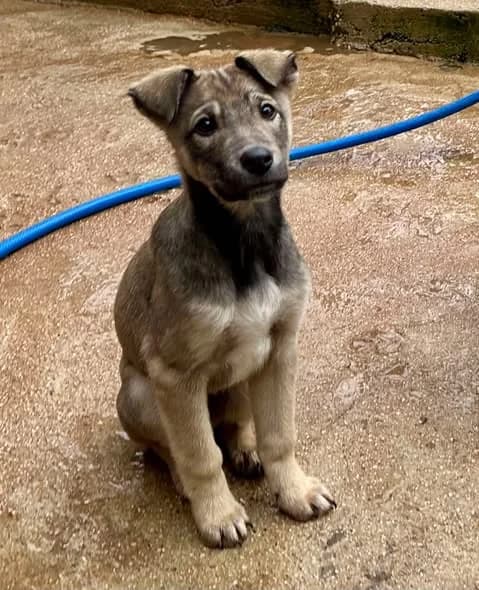 Riso, Mixed Breed (Souda Shelter)