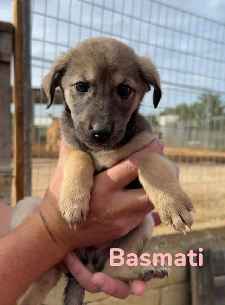 Basmati (passed away), cream female Mixed Breed for adoption at Souda Shelter, Chania