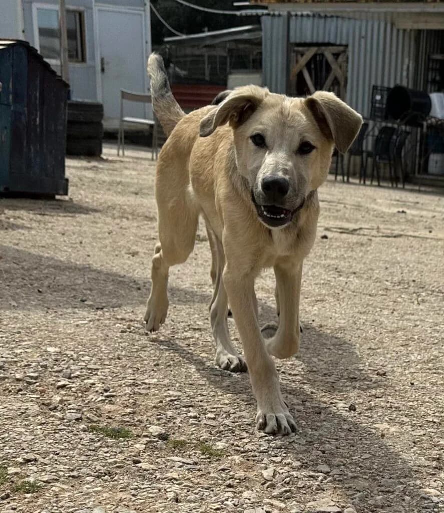 Padi, cream male Mixed Breed for adoption at Souda Shelter, Chania