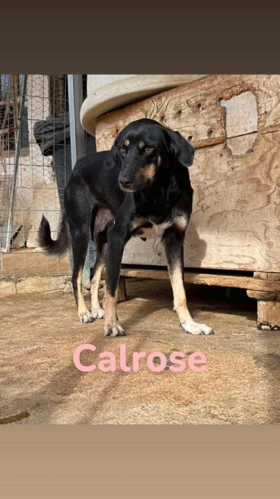 Calrose, black female Mixed Breed for adoption at Souda Shelter, Chania