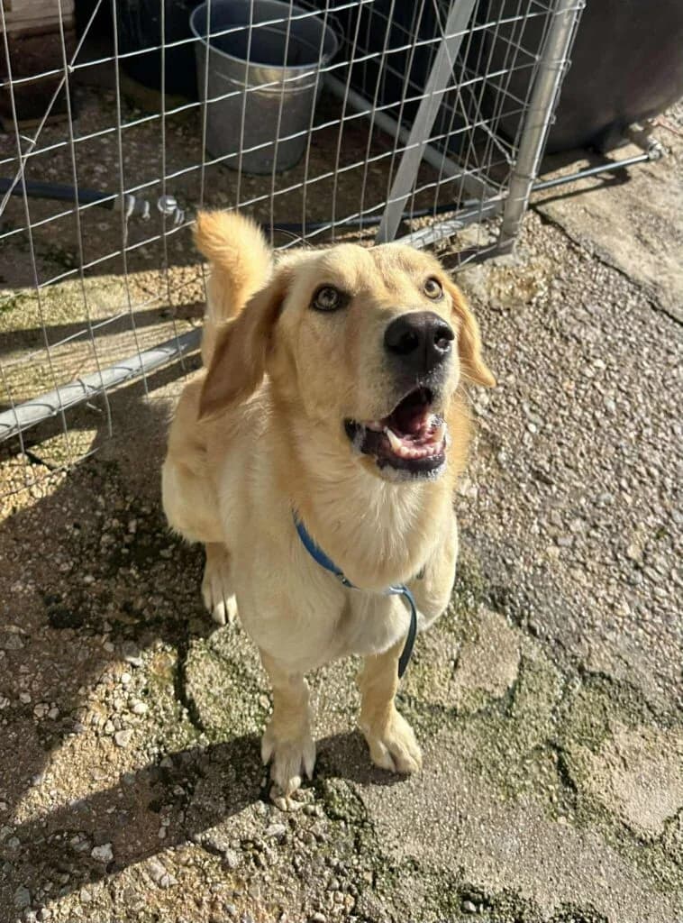 Dequan, Mixed Breed (Souda Shelter)