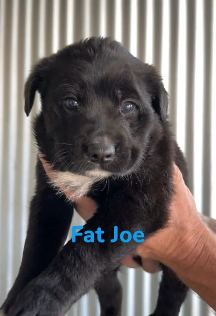 Fat Joe, black female Mixed Breed for adoption at Souda Shelter, Chania